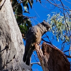 Callocephalon fimbriatum (Gang-gang Cockatoo) at O'Malley, ACT - 11 Nov 2025 by Mike