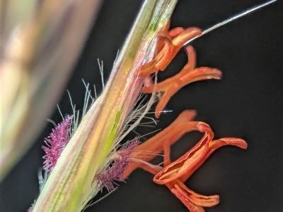 Rytidosperma pallidum (Red-anther Wallaby Grass) at Karabar, NSW - 10 Nov 2025 by Miranda