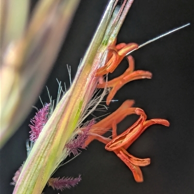 Rytidosperma pallidum (Red-anther Wallaby Grass) at Karabar, NSW - 10 Nov 2025 by Miranda