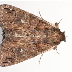 Crioa hades (Chestnut Crest (Catocalini, Erebinae)) at Ainslie, ACT - 6 Nov 2025 by jb2602