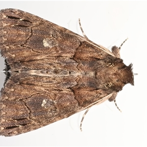 Crioa hades (Chestnut Crest (Catocalini, Erebinae)) at Ainslie, ACT - 6 Nov 2025 by jb2602