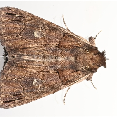 Crioa hades (Chestnut Crest (Catocalini, Erebinae)) at Ainslie, ACT - 6 Nov 2025 by jb2602