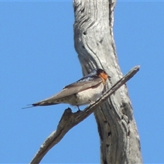 Hirundo neoxena (Welcome Swallow) at Banks, ACT - 20 Sep 2025 by MichaelBedingfield