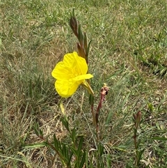 Oenothera stricta subsp. stricta (Common Evening Primrose) at Duffy, ACT - 11 Nov 2025 by LouiseSproule