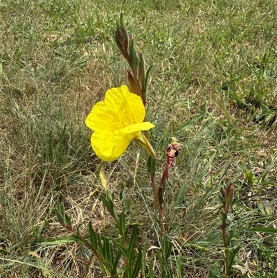 Oenothera stricta subsp. stricta (Common Evening Primrose) at Duffy, ACT - 11 Nov 2025 by LouiseSproule
