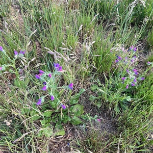 Echium plantagineum (Paterson's Curse) at Latham, ACT - 10 Nov 2025 by MET1984