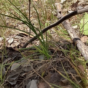 Arthropodium (genus) at Higgins, ACT - 11 Nov 2025 by Untidy