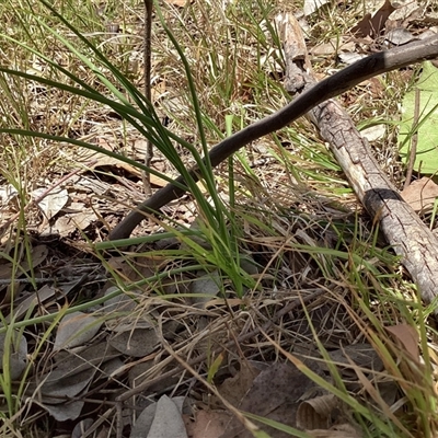 Arthropodium (genus) (A Lily) at Higgins, ACT - 11 Nov 2025 by Untidy