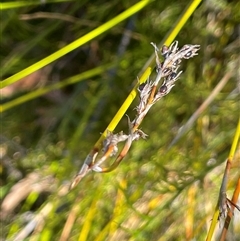 Machaerina gunnii (Slender Twig-rush) at Tharwa, ACT - 10 Nov 2025 by JaneR