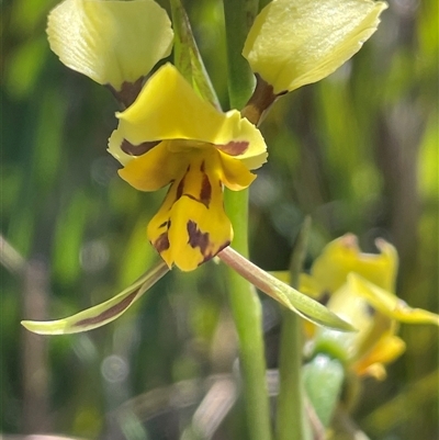 Diuris sulphurea (Tiger Orchid) at Tharwa, ACT - 10 Nov 2025 by JaneR
