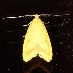 Aeolothapsa malacella (A Concealer moth) at Ainslie, ACT - 7 Nov 2025 by jb2602