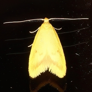 Aeolothapsa malacella (A Concealer moth) at Ainslie, ACT - 7 Nov 2025 by jb2602