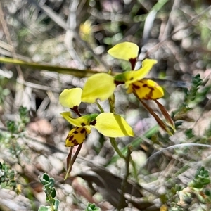 Diuris sulphurea (Tiger Orchid) at Aranda, ACT - 10 Nov 2025 by KMcCue
