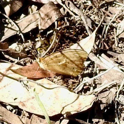 Heteronympha merope (Common Brown Butterfly) at Cook, ACT - 10 Nov 2025 by KMcCue