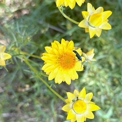 Pollanisus (genus) (A Forester Moth) at Cook, ACT - 10 Nov 2025 by KMcCue