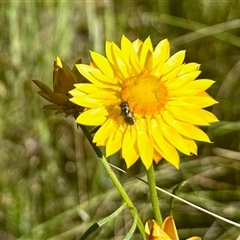 Amegilla sp. (genus) at Cook, ACT - 10 Nov 2025 by KMcCue