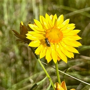 Amegilla sp. (genus) at Cook, ACT - 10 Nov 2025 by KMcCue