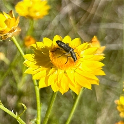 Eleale aspera (Clerid beetle) at Cook, ACT - 10 Nov 2025 by KMcCue