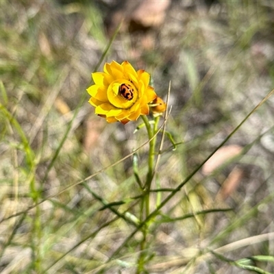 Coccinella transversalis (Transverse Ladybird) at Cook, ACT - 10 Nov 2025 by KMcCue