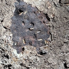 Neotermes sp. (genus) at Cook, ACT - 10 Nov 2025 by KMcCue