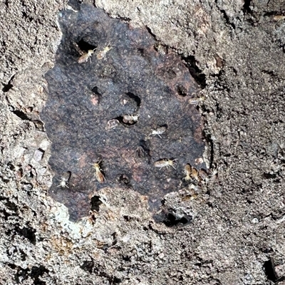 Neotermes sp. (genus) at Cook, ACT - 10 Nov 2025 by KMcCue