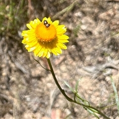 Unverified Beetle (Coleoptera) at Cook, ACT - 10 Nov 2025 by KMcCue