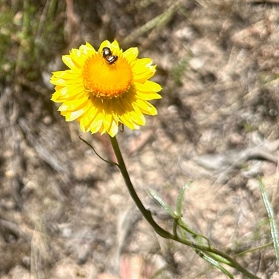 Unverified Beetle (Coleoptera) at Cook, ACT - 10 Nov 2025 by KMcCue