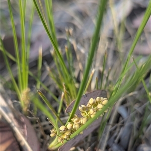 Lomandra (genus) at Kambah, ACT - 11 Nov 2025 by HelenCross