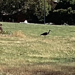 Threskiornis spinicollis (Straw-necked Ibis) at Higgins, ACT - 11 Nov 2025 by Untidy