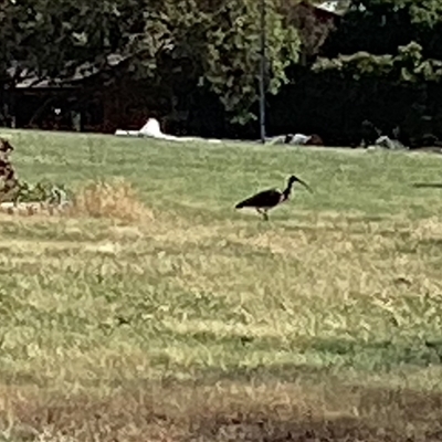 Threskiornis spinicollis (Straw-necked Ibis) at Higgins, ACT - 11 Nov 2025 by Untidy