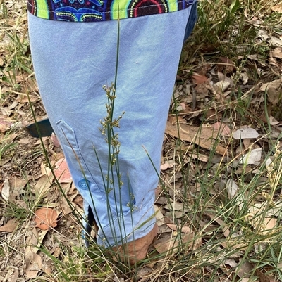 Juncus (genus) (A Rush) at Higgins, ACT - 11 Nov 2025 by Untidy