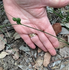 Carex inversa (Knob Sedge) at Higgins, ACT - 11 Nov 2025 by Untidy