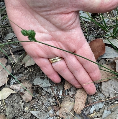 Carex inversa (Knob Sedge) at Higgins, ACT - 11 Nov 2025 by Untidy