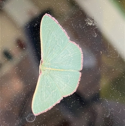 Chlorocoma vertumnaria (Red-fringed Emerald) at  - suppressed by SteveBorkowskis