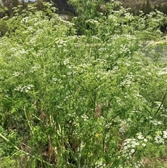 Conium maculatum (Hemlock) at Uriarra Village, ACT - 11 Nov 2025 by JohnnyBoyACT