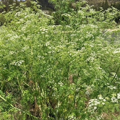 Conium maculatum (Hemlock) at Uriarra Village, ACT - 11 Nov 2025 by JohnnyBoyACT
