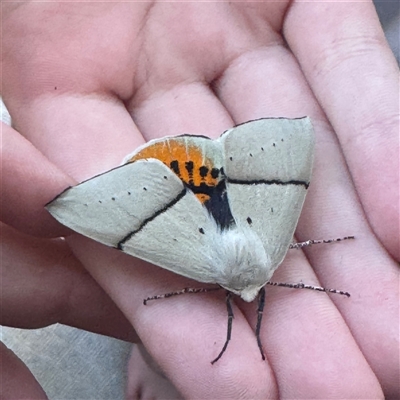 Gastrophora henricaria (Fallen-bark Looper, Beautiful Leaf Moth) at  - suppressed by Kbee