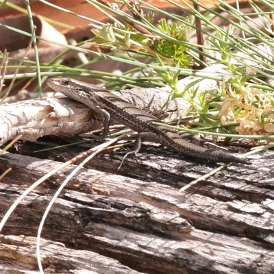 Pseudemoia entrecasteauxii (Woodland Tussock-skink) at Snowy Plain, NSW - 8 Nov 2025 by ConBoekel