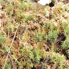 Stellaria pungens (Prickly Starwort) at Snowy Plain, NSW - 8 Nov 2025 by ConBoekel