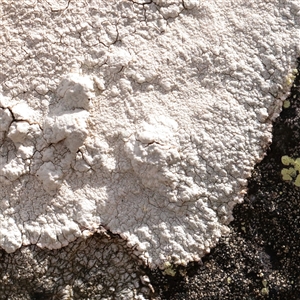 Unverified Lichen at Snowy Plain, NSW - 8 Nov 2025 by ConBoekel