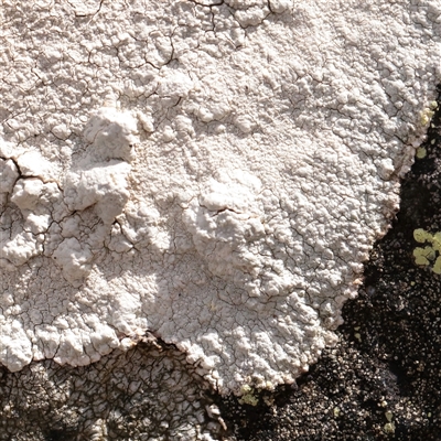 Unverified Lichen at Snowy Plain, NSW - 8 Nov 2025 by ConBoekel