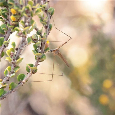 Tipulidae or Limoniidae (family) (Unidentified Crane Fly) at Snowy Plain, NSW - 8 Nov 2025 by ConBoekel