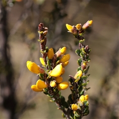 Bossiaea sericea at Snowy Plain, NSW - 8 Nov 2025 by ConBoekel