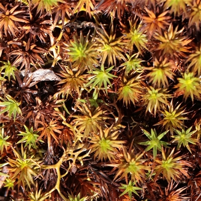 Unverified Moss, Liverwort or Hornwort at Snowy Plain, NSW - 8 Nov 2025 by ConBoekel