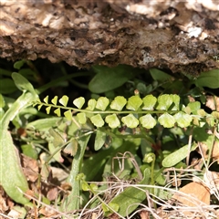 Asplenium flabellifolium (Necklace Fern) at Snowy Plain, NSW - 8 Nov 2025 by ConBoekel