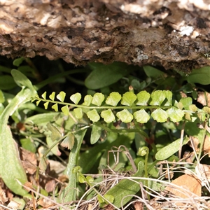 Asplenium flabellifolium (Necklace Fern) at Snowy Plain, NSW - 8 Nov 2025 by ConBoekel