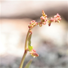 Rumex acetosella (Sheep Sorrel) at Snowy Plain, NSW - 8 Nov 2025 by ConBoekel