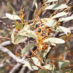 Acacia obliquinervia (Mountain Hickory) at Snowy Plain, NSW - 8 Nov 2025 by ConBoekel