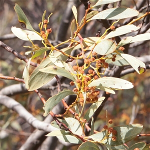 Acacia obliquinervia at Snowy Plain, NSW - 8 Nov 2025 by ConBoekel