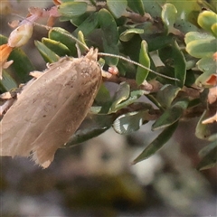 Unverified Moth (Lepidoptera) at Snowy Plain, NSW - 8 Nov 2025 by ConBoekel